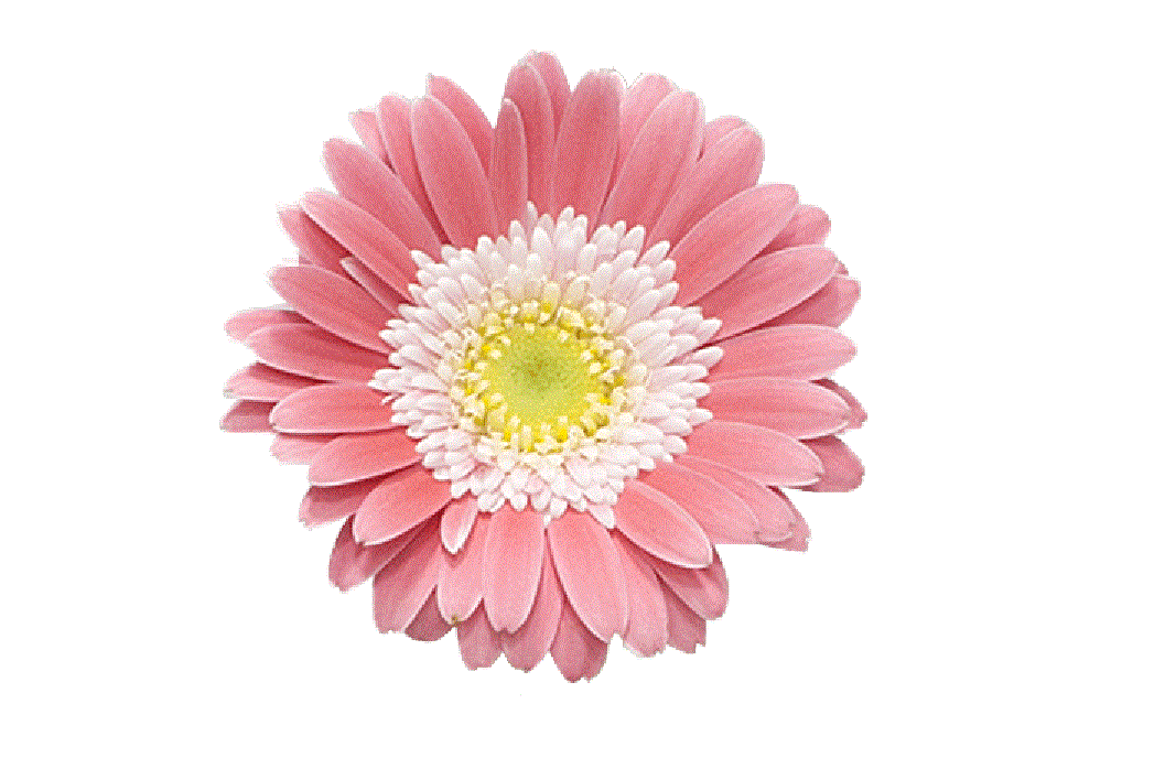 Sweet-Memories-flower.gif 2.gif